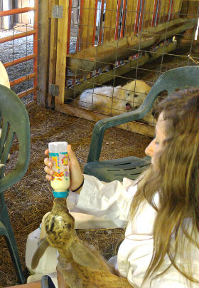 These three girls are enjoying bottle-feeding three baby goats. Goats are gentle and fun for all ages.